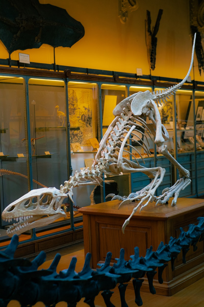 White Dinosaur Skeleton Displayed on a Wooden Table in a Museum