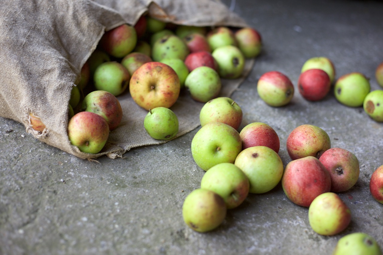 apples, harvest, bio