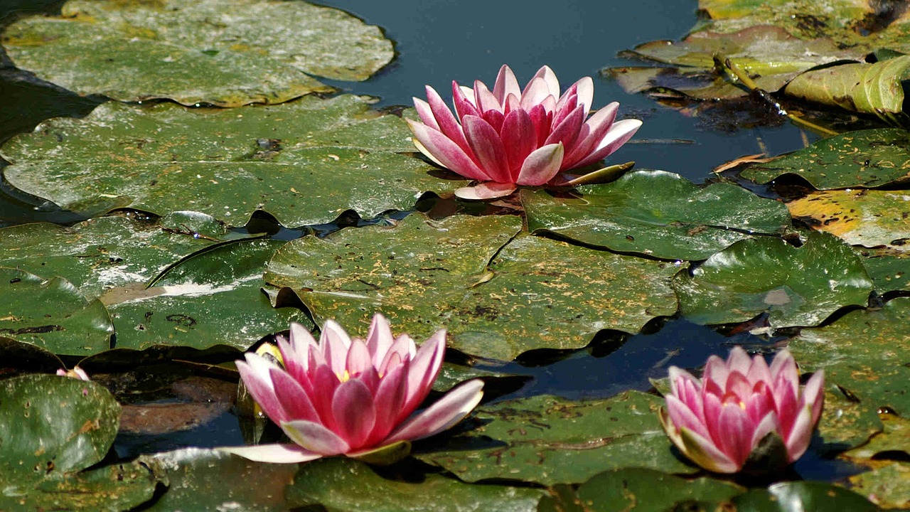 water lilies, nature, pink