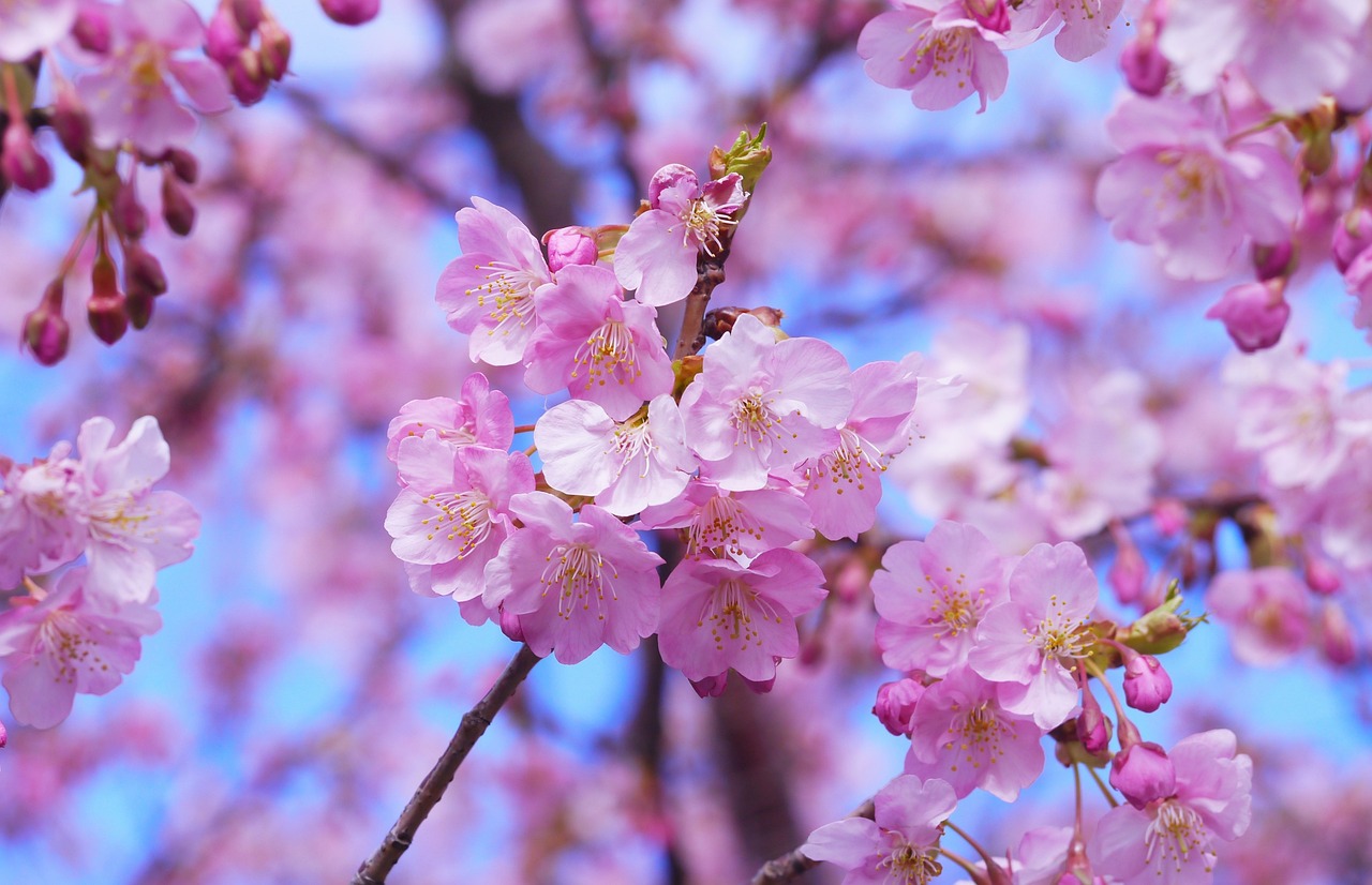 cherry blossoms, tree, sakura