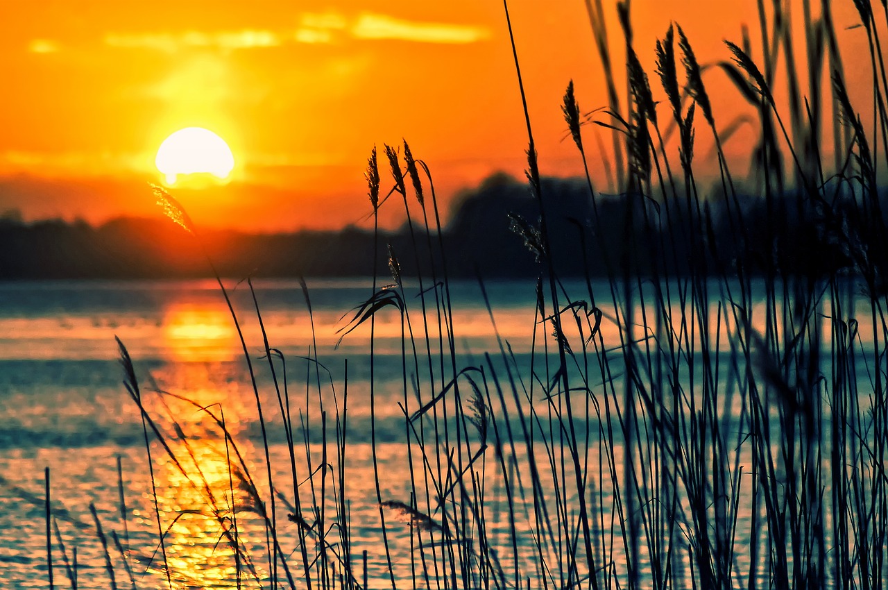 lake, reeds, sunset