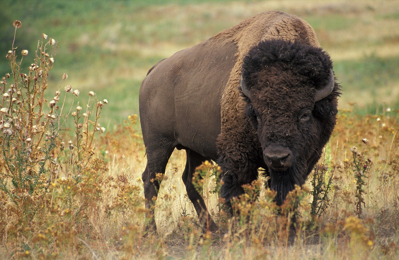 bison, buffalo, beef