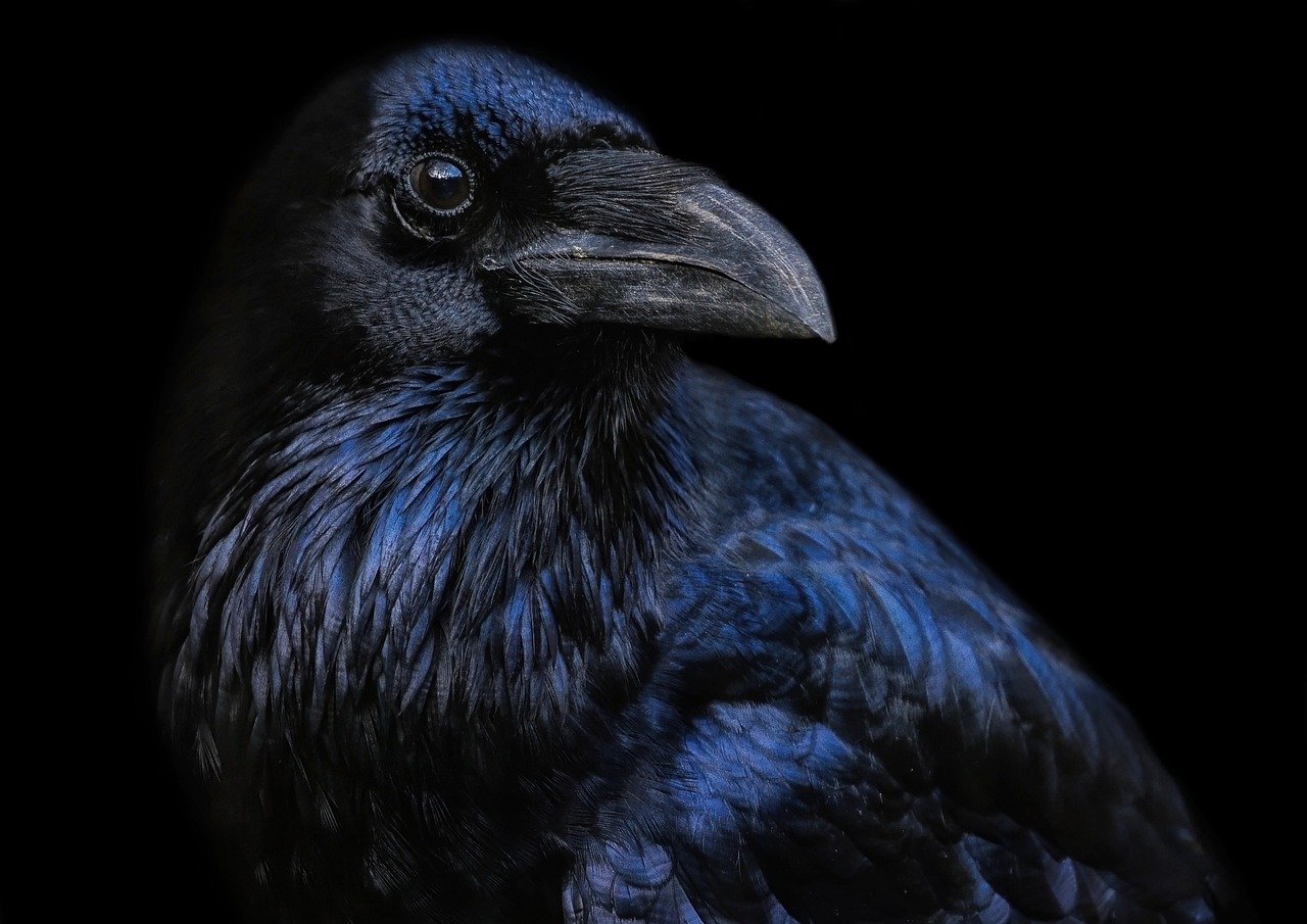 raven, crow, black bird