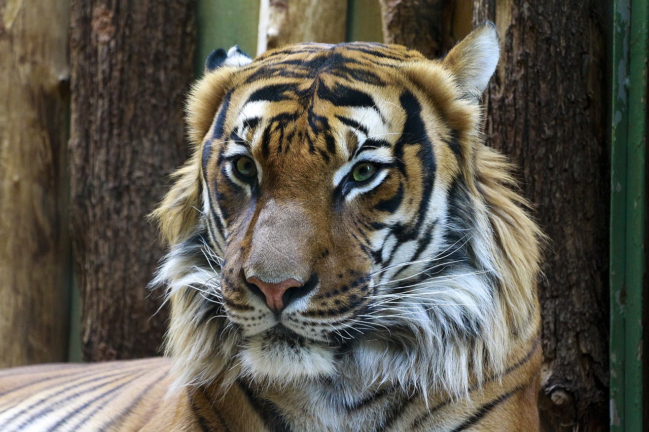 animal, tiger, portrait