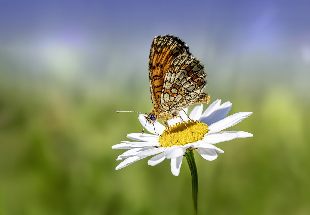 butterfly, bug, flower