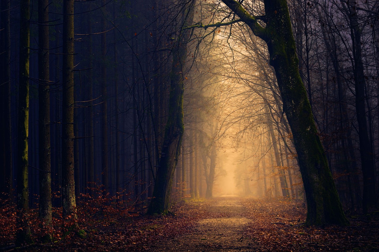 wood, forest, light