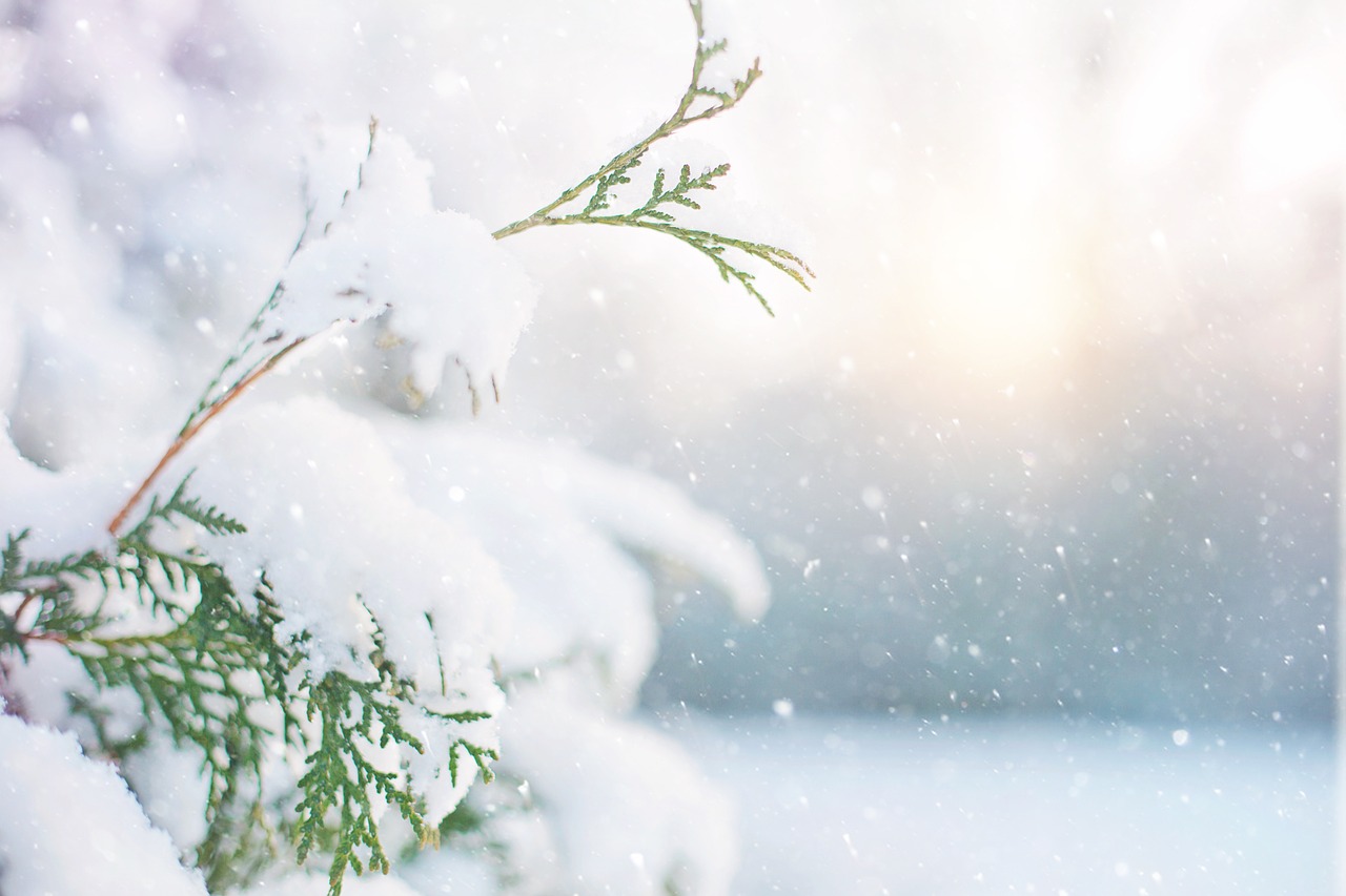 tree, snow, winter