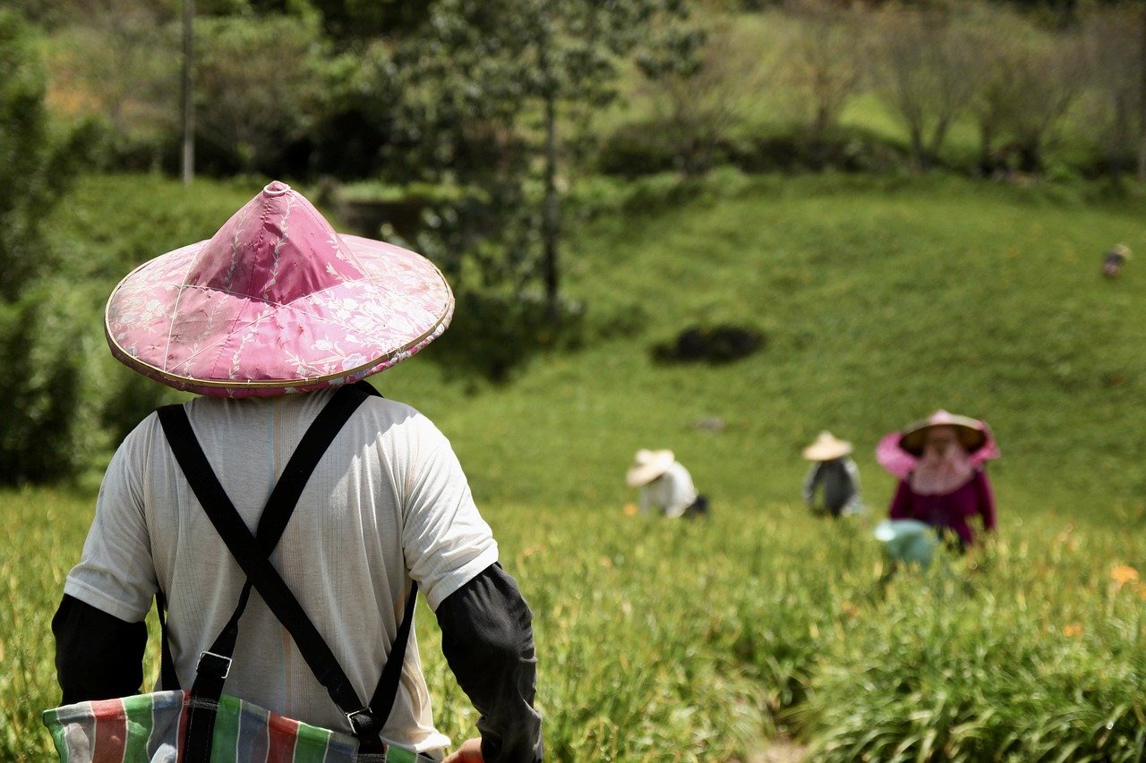 farmer, agriculture, fields