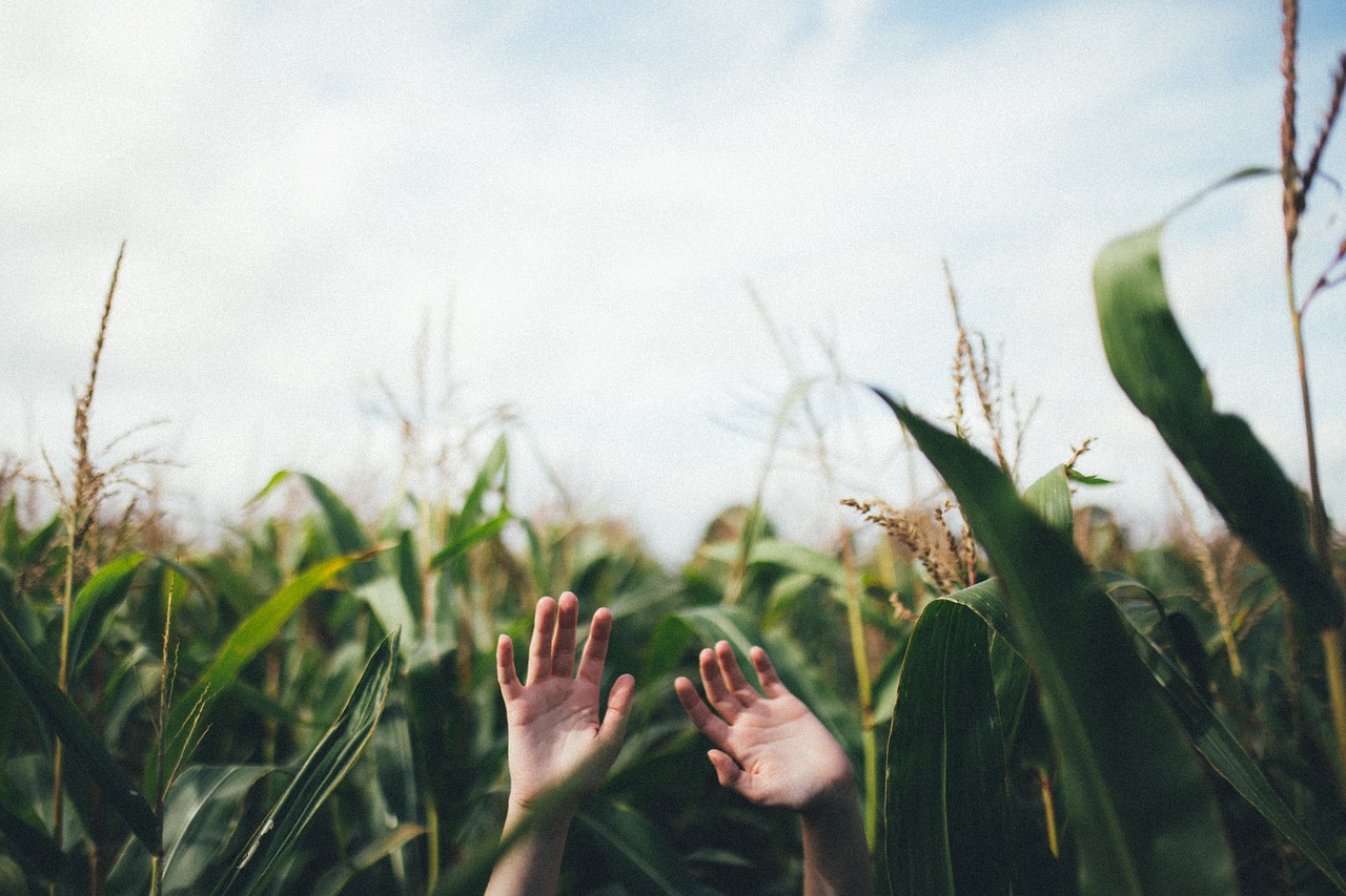 hand, palm, corn